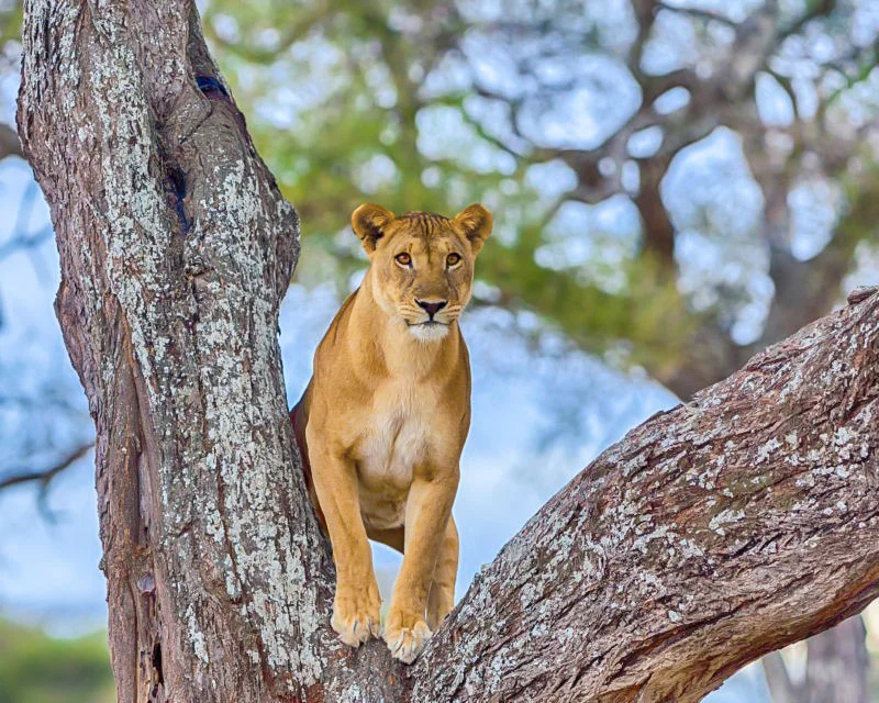 tragelaphus-safari-and-tours-tarangire-national-park